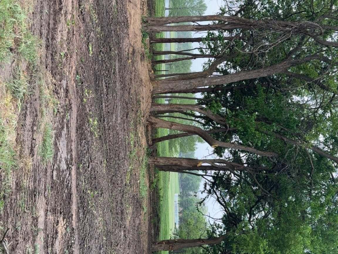 A group of trees in a field, with a dirt