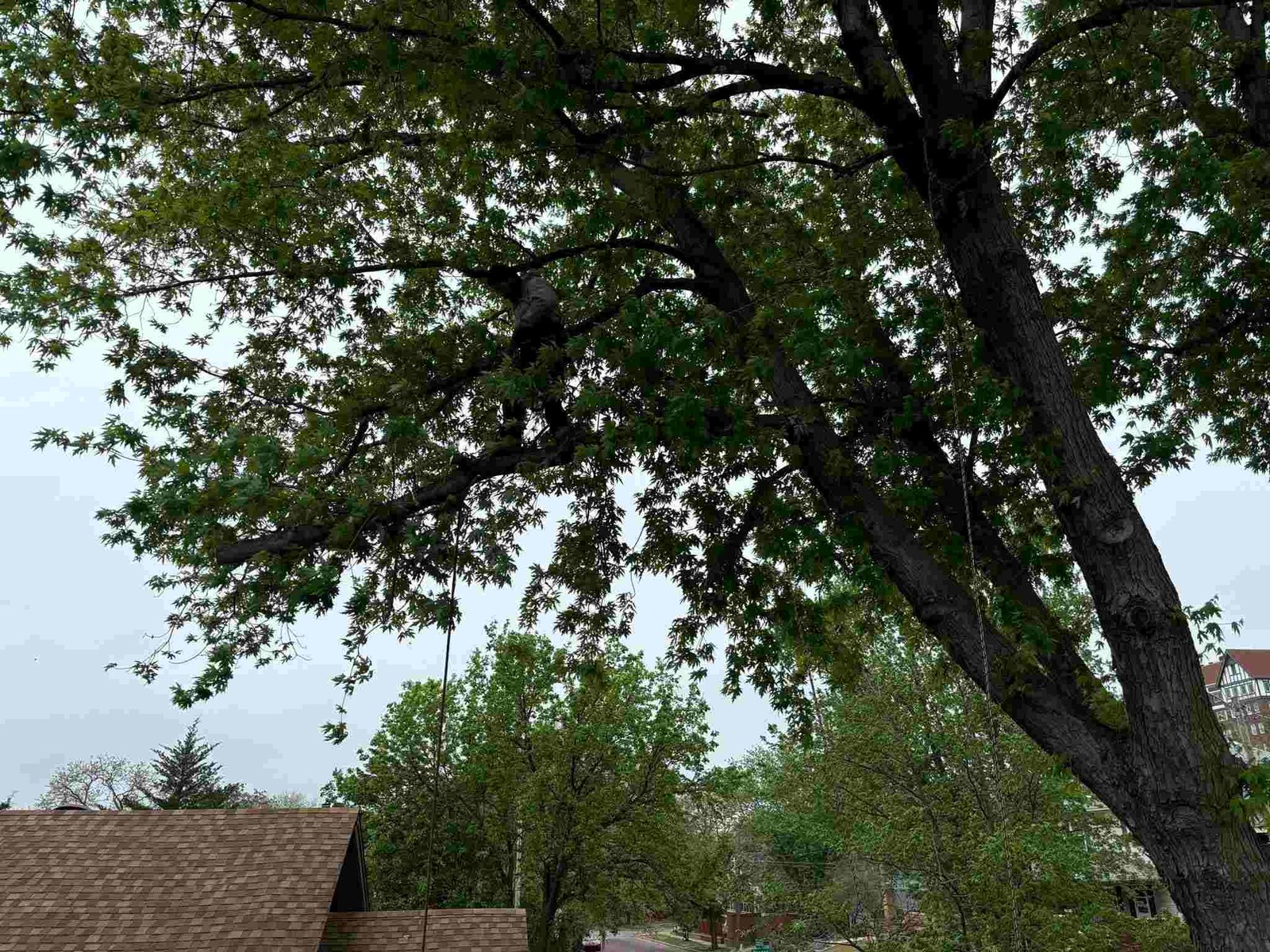 A large tree with green leaves and a thick trunk