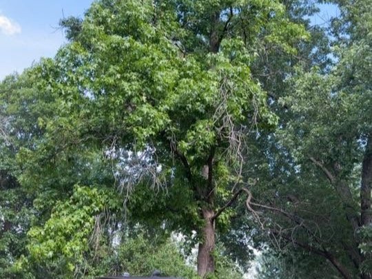 The image shows a tree with branches and leaves