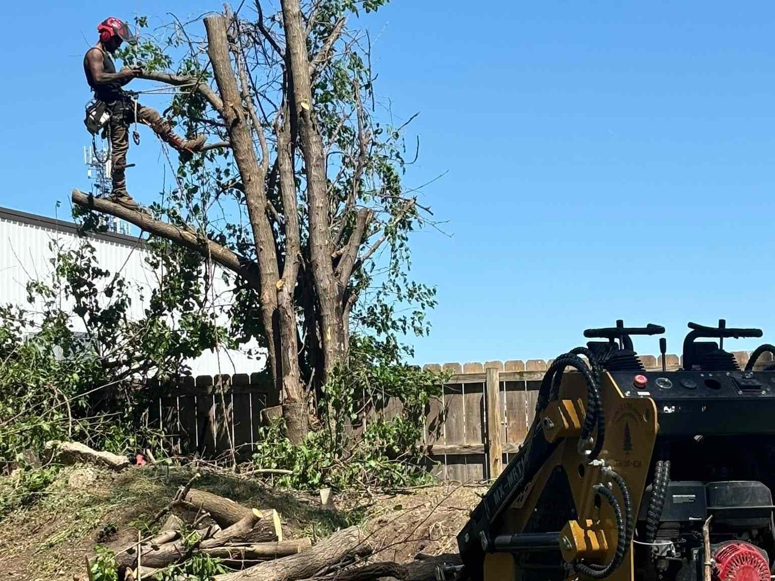 A man is cutting down a tree with a chainsaw