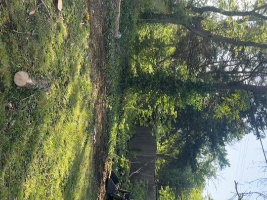A yard with trees and grass, possibly after tree removal