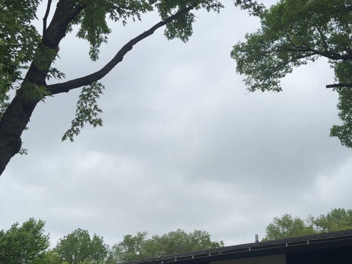The image shows a tree and a house